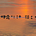 Mallards on Ice Edge During Sunset