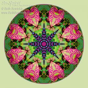 Mandala Kaleidoscope Of The Day - Pokeweed Mandala